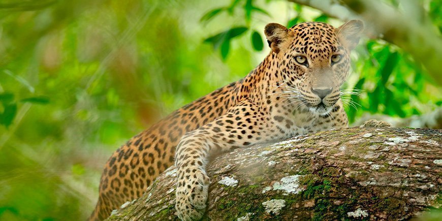 Leopardi kurkistaa pensaiden läpi Yalan kansallispuistossa Sri Lankassa.