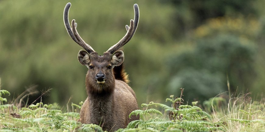 Sambar-hirvi Hortonin tasangoilla Sri Lankassa.