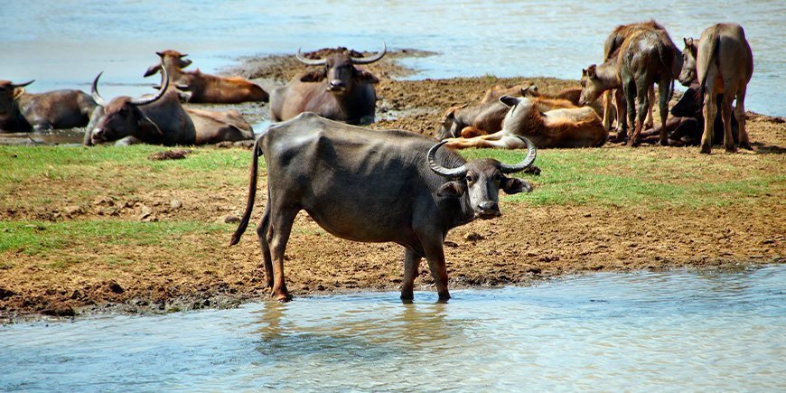 Ryhmä vesipuhveleita Sri Lankassa.