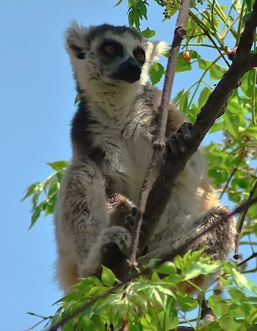 Luonto, kulttuuri ja makit Madagaskarilla