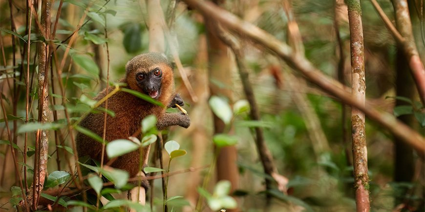 Söpö bambumakri Ranomafanassa, Madagaskarissa.
