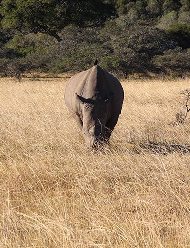 Kareiga Game Reserve, Etelä-Afrikka