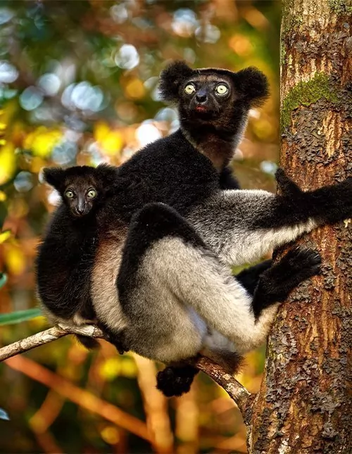Safari Etelä-Afrikassa & makit Madagaskarilla