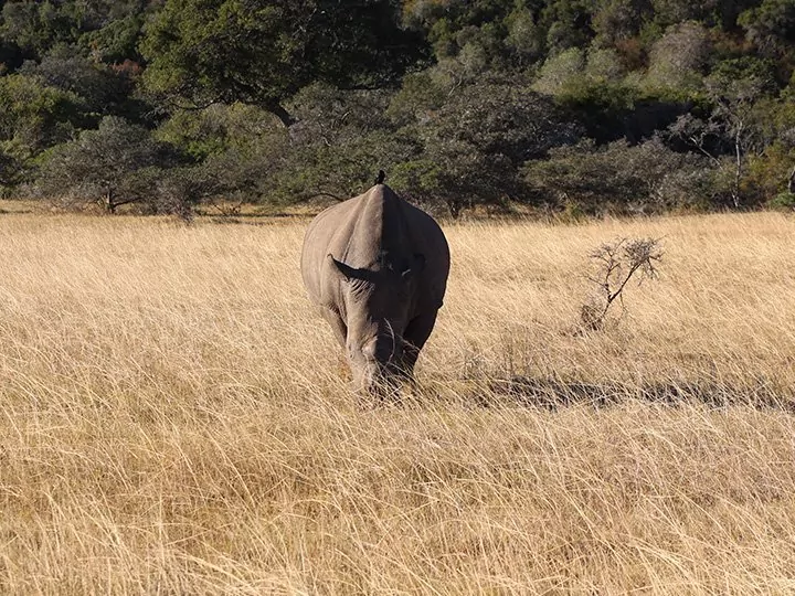 Kareiga Game Reserve, Etelä-Afrikka
