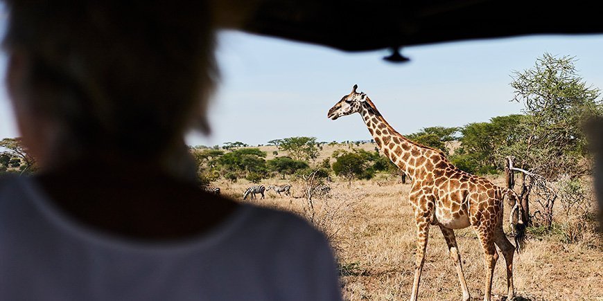 Kirahvi kävelee savannilla Tansaniassa.