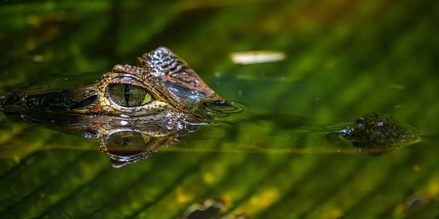 Alligaattori joessa Tortugueron kansallispuistossa Costa Ricassa.