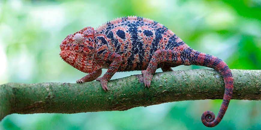 Kaunis punainen kameleontti oksalla Madagaskarissa