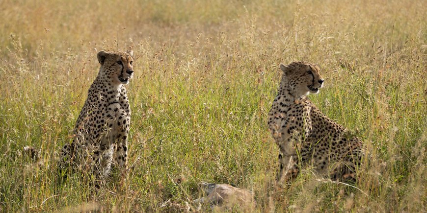 Gepardit Serengetin savannilla