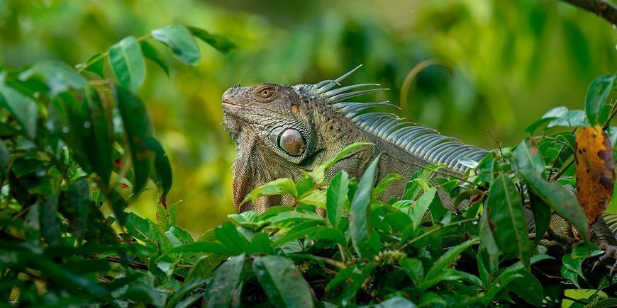 Vihreä iguaani Tortugueron kansallispuistossa Costa Ricassa.