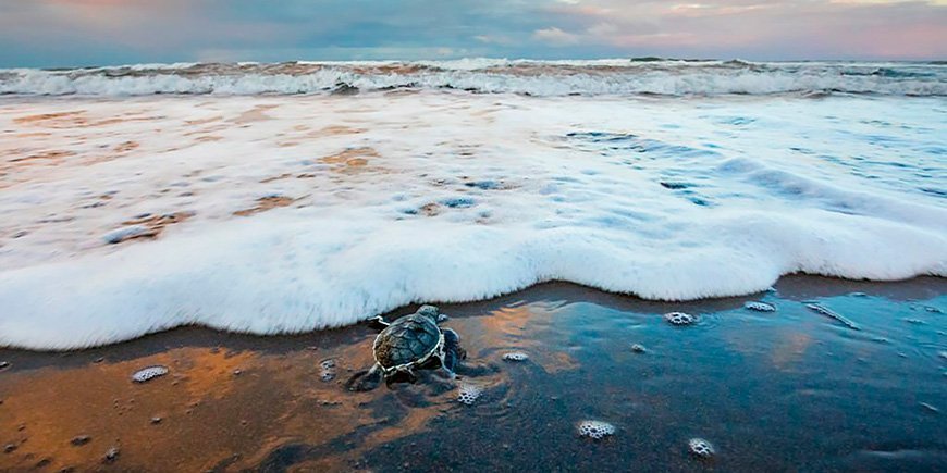 Vihreä merikilpikonna lähestyy merta Tortugueron kansallispuistossa Costa Ricassa.