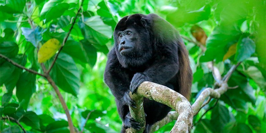 Howler-apina istuu puussa Corcovadon kansallispuistossa Costa Ricassa.