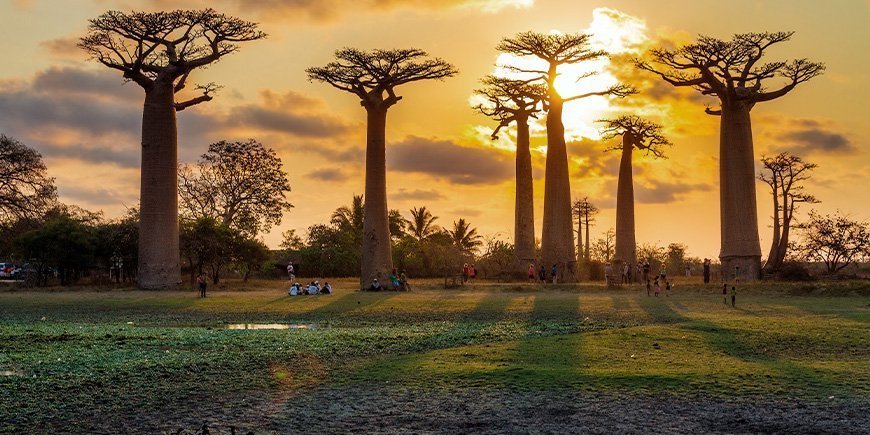 Auringonlasku Avenue de Baobabsilla Madagaskarissa