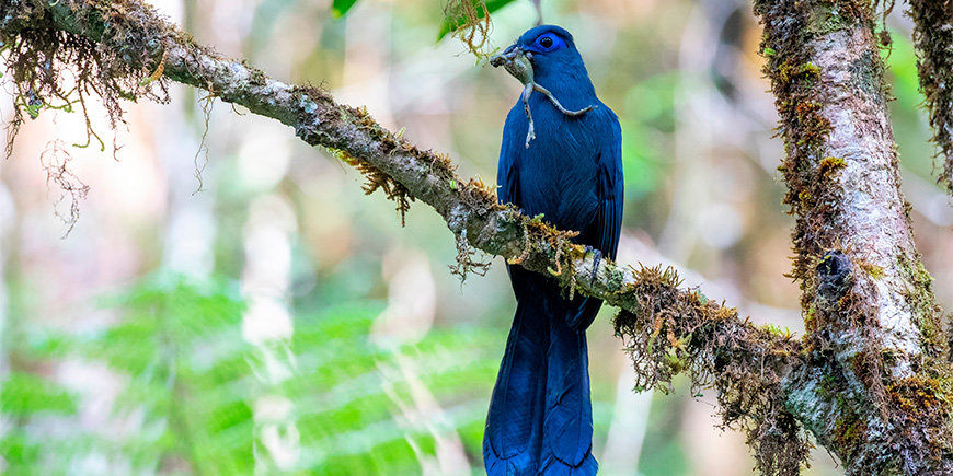 Sinikuku (Coua caerulea)