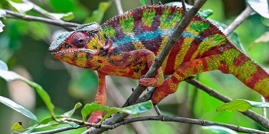Pantterikameleontti (Furcifer pardalis)