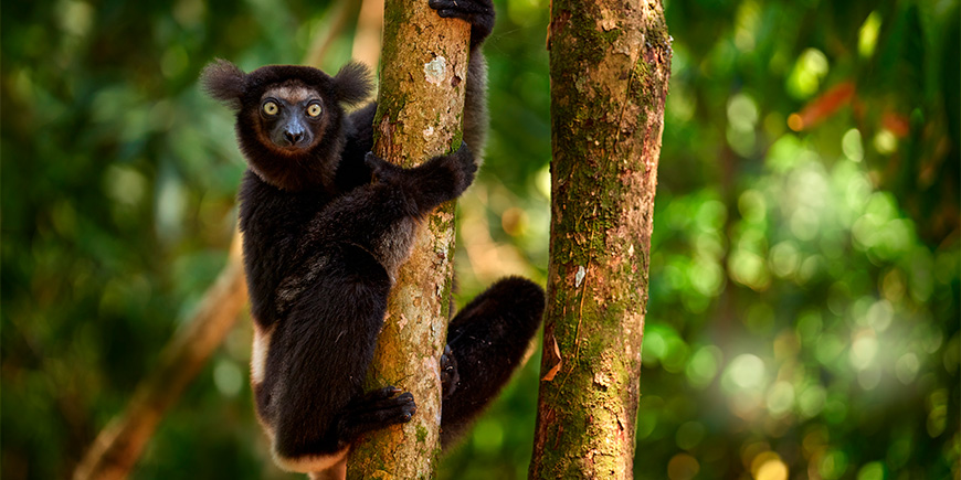 Sisäänkäyntimuuri vehreässä ympäristössä Madagaskarilla