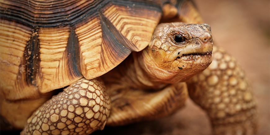 Angonoka (Astrochelys yniphora)