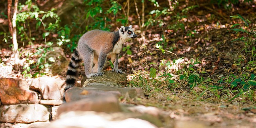 Rengasponki Isalon kansallispuistossa Madagaskarissa