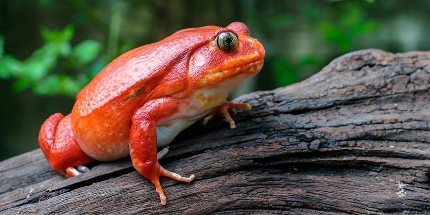 Tomaattisammakko (Dyscophus)