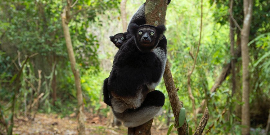 Indigomekuri vauvan kanssa metsässä jossain päin Madagaskaria.