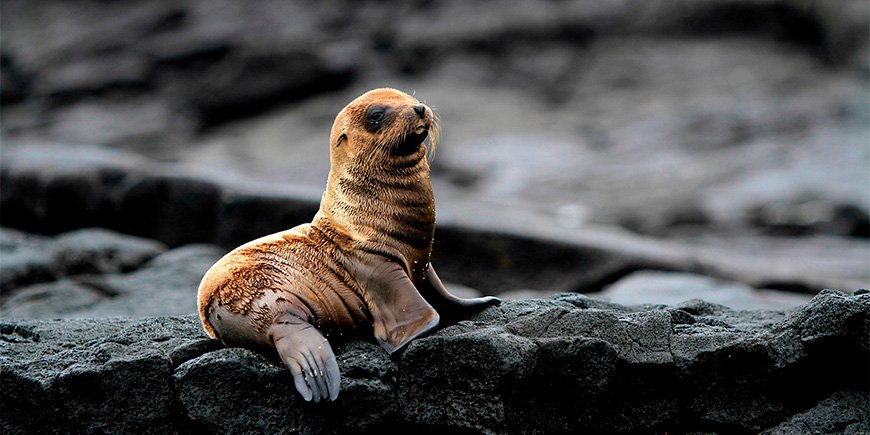 Merileijonanpentu Galapagos-saarilla: