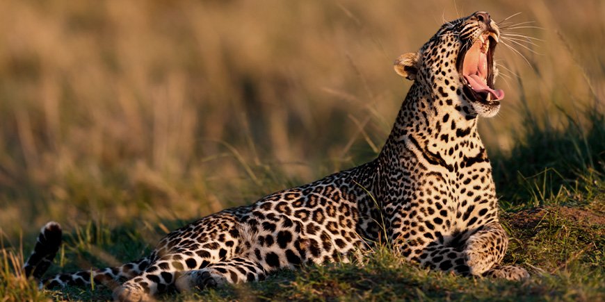 Leopardi auringonnousun aikaan Masai Marassa.