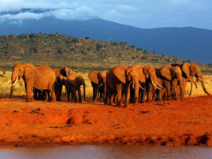 Nairobi, Tsavon kansallispuisto & rantaloma Mombasan kupeessa