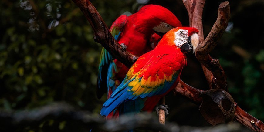 Punaiset araat Corcovadon kansallispuistossa, Costa Rica