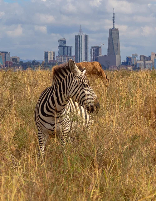 Nairobi, Tsavon kansallispuisto & rantaloma Mombasan kupeessa