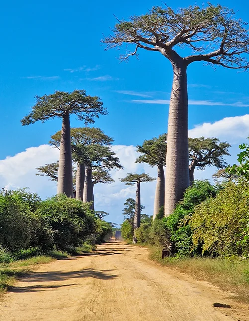 Madagaskarin parhaat
