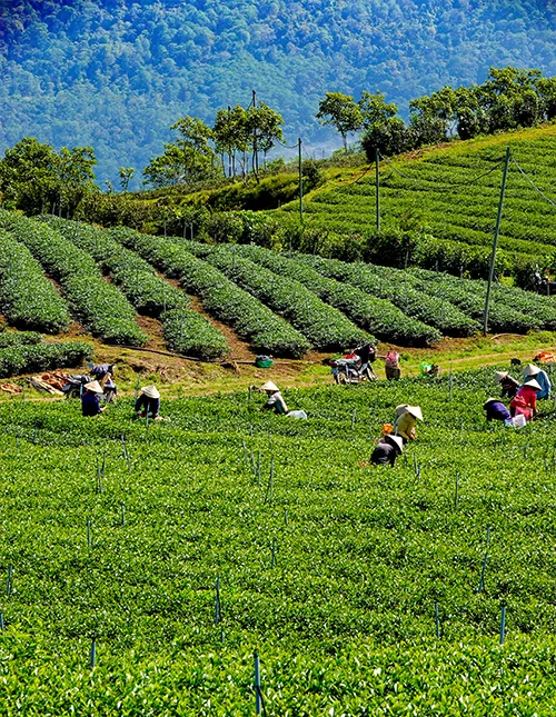 Etelä-Vietnam & rantaloma Mui Nessa
