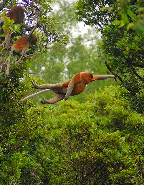 Borneon luonto ja eläimet & rantaloma Gaya Islandilla