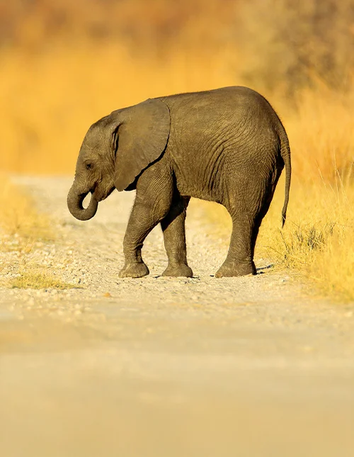 Victorian putoukset, Botswana & Kapkaupunki