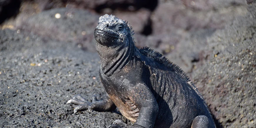 Iguana tulivuorimaisemassa Galapagossaarilla