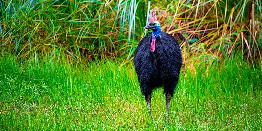 Kasuaari seisoo ruohikossa jossain Australiassa