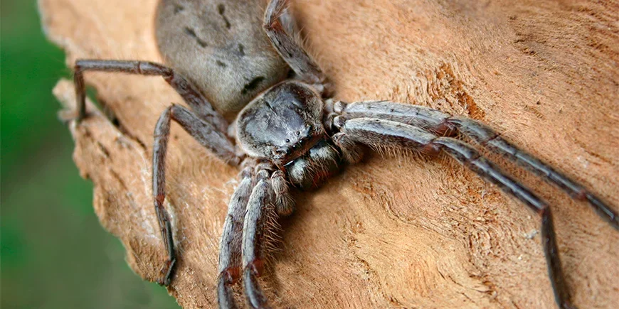 Lähikuva metsästyshämähäkistä (huntsman spider)