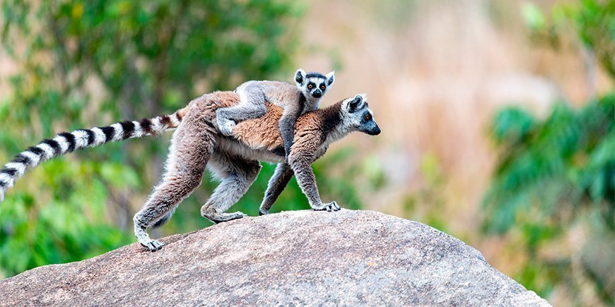 Rengasponki vauvan kanssa Madagaskarissa.
