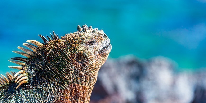 Merileguaani nauttii auringosta Fernandinalla Galapagossaarilla.