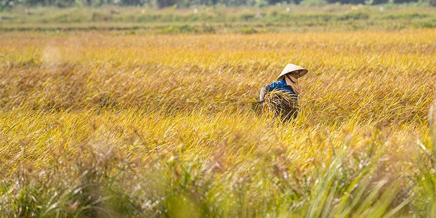 Nainen peltotyössä Ninh Binhissä Pohjois-Vietnamissa