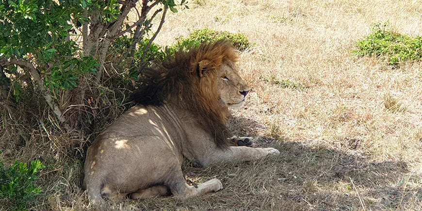 Leijona Masai Marassa syyskuussa
