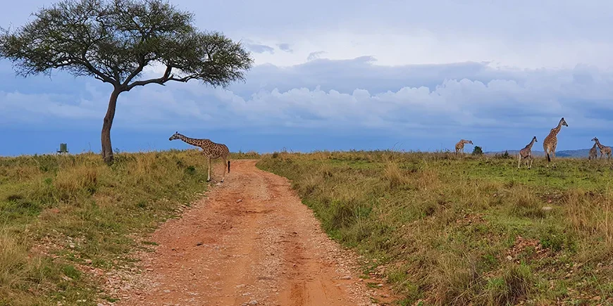 Kirahveja savannilla Masai Marassa marraskuussa
