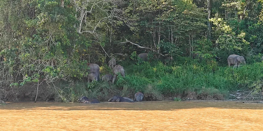 pieninorsuja Kinabatangan-joella Borneolla
