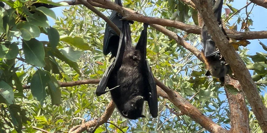 Jättimäisiä lepakoita (flying foxes) puissa North Stradbroke Islandilla Brisbanen lähellä