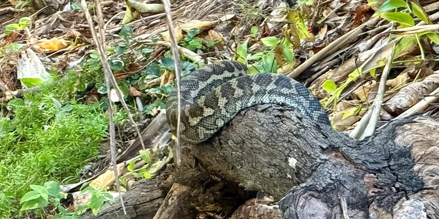 Mattformainen python pensaikossa North Stradbroke Islandilla Australiassa