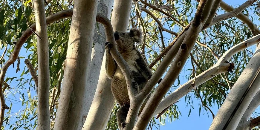 Koala puussa North Stradbroke Islandilla lähellä Brisbanea Australiassa