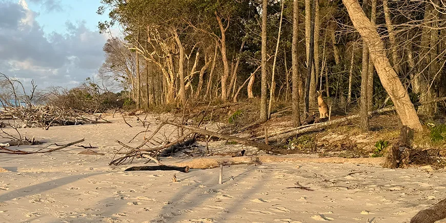 Kenguru auringonlaskun valossa North Stradbroke Islandilla Australiassa
