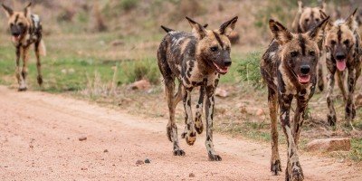 Villit koirat Krugerin kansallispuistossa