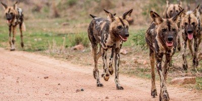 Villit koirat Krugerin kansallispuistossa
