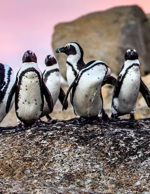 Pingviinejä Boulders Beachilla Kapkaupungissa
