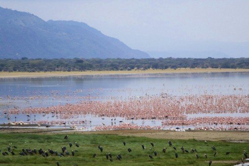 Flamingoja Manyara-järvellä