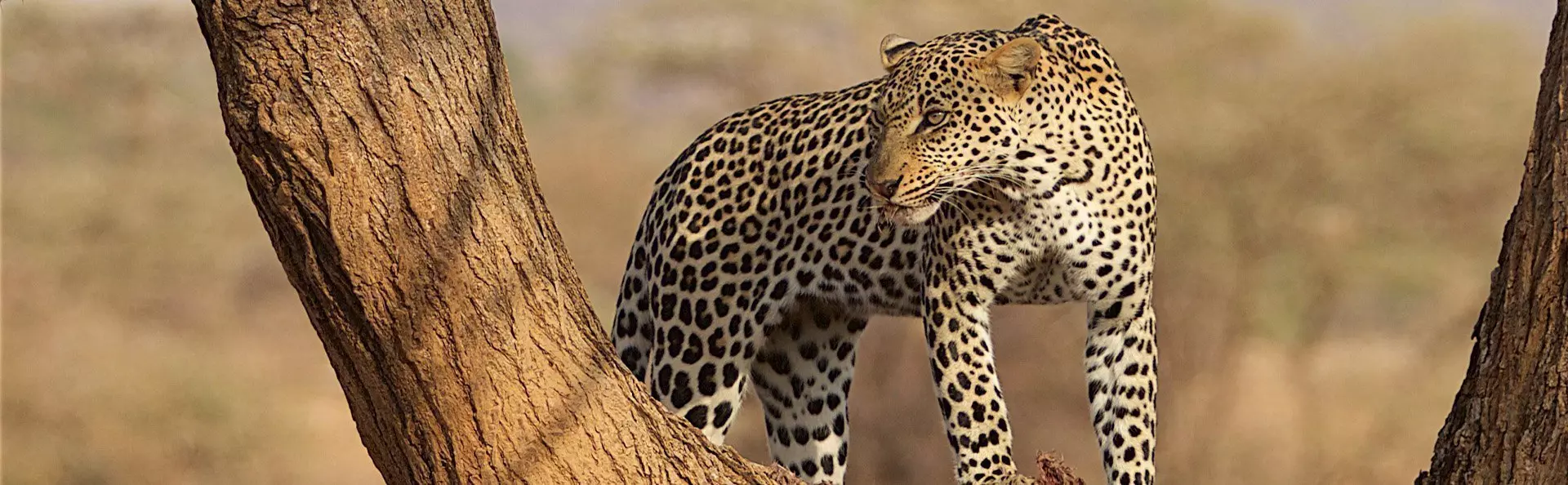 Leopardi puussa Samburussa Keniassa